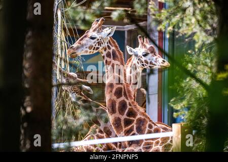 Edinburgh, Großbritannien. Di 18. Mai 2021. Der Edinburgh Zoo feiert die Ankunft einer Herde von fünf männlichen Nubian Giraffen. Es ist das erste Mal seit 15 Jahren, dass der Zoo von Edinburgh Giraffen beherbergt und das neu errichtete Giraffenhaus wird Mitte Juni 2021 offiziell für die Öffentlichkeit zugänglich sein. Stockfoto