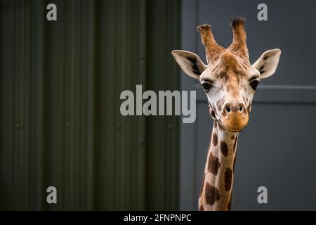 Edinburgh, Großbritannien. Di 18. Mai 2021. Der Edinburgh Zoo feiert die Ankunft einer Herde von fünf männlichen Nubian Giraffen. Es ist das erste Mal seit 15 Jahren, dass der Zoo von Edinburgh Giraffen beherbergt und das neu errichtete Giraffenhaus wird Mitte Juni 2021 offiziell für die Öffentlichkeit zugänglich sein. Stockfoto