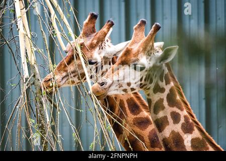 Edinburgh, Großbritannien. Di 18. Mai 2021. Der Edinburgh Zoo feiert die Ankunft einer Herde von fünf männlichen Nubian Giraffen. Es ist das erste Mal seit 15 Jahren, dass der Zoo von Edinburgh Giraffen beherbergt und das neu errichtete Giraffenhaus wird Mitte Juni 2021 offiziell für die Öffentlichkeit zugänglich sein. Stockfoto