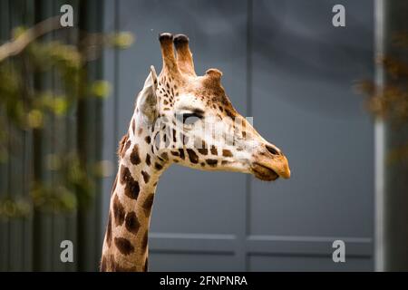 Edinburgh, Großbritannien. Di 18. Mai 2021. Der Edinburgh Zoo feiert die Ankunft einer Herde von fünf männlichen Nubian Giraffen. Es ist das erste Mal seit 15 Jahren, dass der Zoo von Edinburgh Giraffen beherbergt und das neu errichtete Giraffenhaus wird Mitte Juni 2021 offiziell für die Öffentlichkeit zugänglich sein. Stockfoto