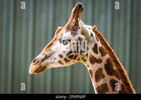 Edinburgh, Großbritannien. Di 18. Mai 2021. Der Edinburgh Zoo feiert die Ankunft einer Herde von fünf männlichen Nubian Giraffen. Es ist das erste Mal seit 15 Jahren, dass der Zoo von Edinburgh Giraffen beherbergt und das neu errichtete Giraffenhaus wird Mitte Juni 2021 offiziell für die Öffentlichkeit zugänglich sein. Stockfoto