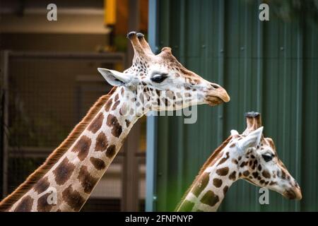 Edinburgh, Großbritannien. Di 18. Mai 2021. Der Edinburgh Zoo feiert die Ankunft einer Herde von fünf männlichen Nubian Giraffen. Es ist das erste Mal seit 15 Jahren, dass der Zoo von Edinburgh Giraffen beherbergt und das neu errichtete Giraffenhaus wird Mitte Juni 2021 offiziell für die Öffentlichkeit zugänglich sein. Stockfoto