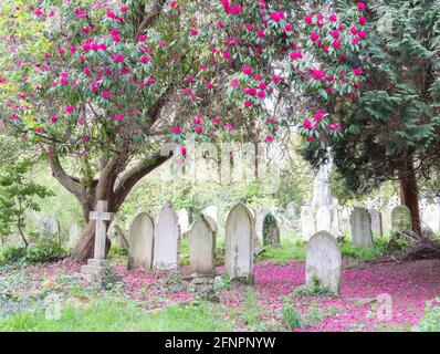 Rosafarbenes Rhododendron und gefallene Blütenblätter auf dem Old Cemetery in Southampton Stockfoto