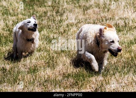 Erwachsener mit platinfarbenem Golden Retriever Hund und Welpen, die auf einer zentralen Colorado Ranch laufen; USA Stockfoto