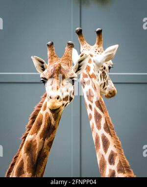 Edinburgh, Großbritannien. Di 18. Mai 2021. Der Edinburgh Zoo feiert die Ankunft einer Herde von fünf männlichen Nubian Giraffen. Es ist das erste Mal seit 15 Jahren, dass der Zoo von Edinburgh Giraffen beherbergt und das neu errichtete Giraffenhaus wird Mitte Juni 2021 offiziell für die Öffentlichkeit zugänglich sein. Stockfoto