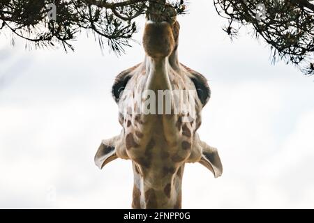 Edinburgh, Großbritannien. Di 18. Mai 2021. Der Edinburgh Zoo feiert die Ankunft einer Herde von fünf männlichen Nubian Giraffen. Es ist das erste Mal seit 15 Jahren, dass der Zoo von Edinburgh Giraffen beherbergt und das neu errichtete Giraffenhaus wird Mitte Juni 2021 offiziell für die Öffentlichkeit zugänglich sein. Stockfoto