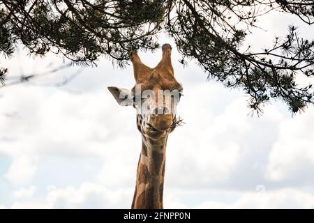 Edinburgh, Großbritannien. Di 18. Mai 2021. Der Edinburgh Zoo feiert die Ankunft einer Herde von fünf männlichen Nubian Giraffen. Es ist das erste Mal seit 15 Jahren, dass der Zoo von Edinburgh Giraffen beherbergt und das neu errichtete Giraffenhaus wird Mitte Juni 2021 offiziell für die Öffentlichkeit zugänglich sein. Stockfoto