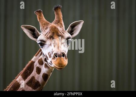 Edinburgh, Großbritannien. Di 18. Mai 2021. Der Edinburgh Zoo feiert die Ankunft einer Herde von fünf männlichen Nubian Giraffen. Es ist das erste Mal seit 15 Jahren, dass der Zoo von Edinburgh Giraffen beherbergt und das neu errichtete Giraffenhaus wird Mitte Juni 2021 offiziell für die Öffentlichkeit zugänglich sein. Stockfoto