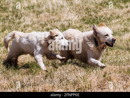 Erwachsener mit platinfarbenem Golden Retriever Hund und Welpen, die auf einer zentralen Colorado Ranch laufen; USA Stockfoto