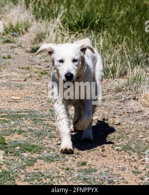 Sechs Monate alter platinfarbener Golden Retriever Welpe, der auf einer zentralen Colorado Ranch läuft; USA Stockfoto