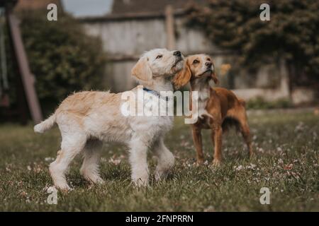 Zwei süße Welpen, die zusammen spielen, ein Cocker Spaniel und ein Labrador Labradoodle Stockfoto