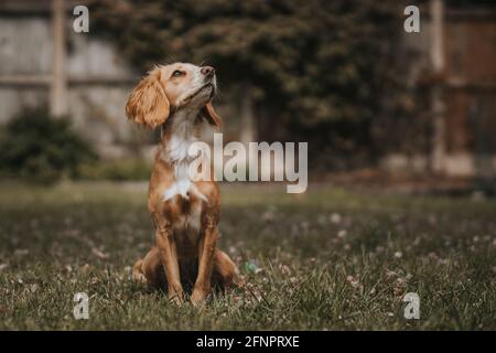 Cocker Spaniel sitzt auf kurzem Gras und schaut nach oben Stockfoto