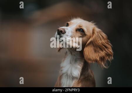 Spaniel Konzentriert Sich Stockfoto