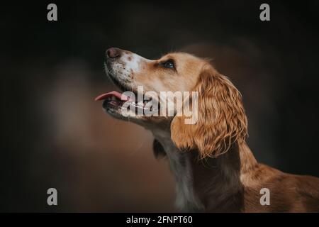 Cocker Spaniel ist wach und schaut nach oben Stockfoto