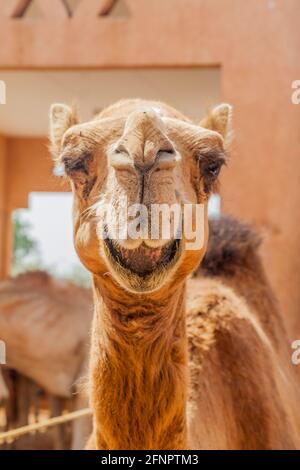 Kamel auf dem Tiermarkt in Al Ain, VAE Stockfoto