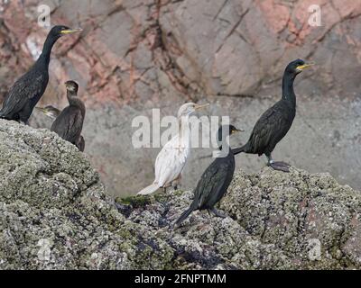 European Shags (Phalacrocorax aristotelis) an der Moray Firth-Küste mit einem leukistischen (Albino) Shag, Moray Firth, Schottland, Großbritannien Stockfoto