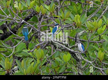 Colmared Kingfisher (Todiramphos chloris laubmannianus) drei Erwachsene, die in der Mangrove Sabah, Borneo, sitzen Januar Stockfoto