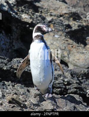 Humboldt-Pinguin auf Chiloe Island Stockfoto