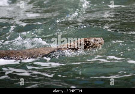 Wildtiere auf einer Bootsfahrt in der Nähe der Chiloe-Insel, Chile Stockfoto