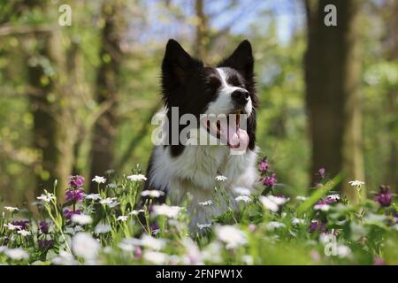 Happy Border Collie sitzt in Frühlingsblumen im Wald. Entzückender Schwarz-Weiß-Hund in der Natur im Frühling. Stockfoto