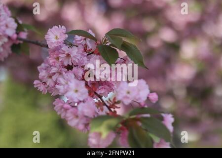 Pinky Double Flowers of Sakura Blossom Tree im Frühling. Schöner japanischer Kirschbaum, auch Prunus Serrulata genannt. Stockfoto