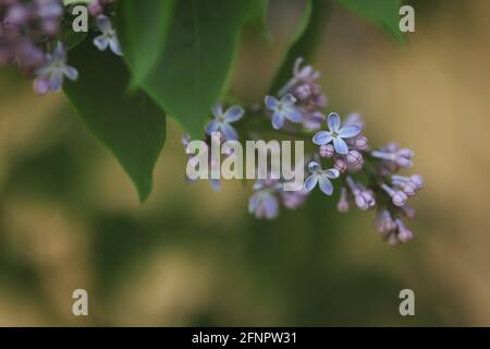 Syringa Vulgaris, die Flieder oder Gemeine Flieder, ist eine Art blühender Pflanze, die im Frühjahr blüht. Nahaufnahme des Violetten Blütenbetts im Garten. Stockfoto