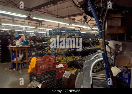 Franca, Sao Paulo, Brasilien. Mai 2021. Ansicht der Produktionslinie einer Schuhfabrik in Franca, Sao Paulo, Brasilien, am 18. Mai 2021, Inmitten der Pandemie von covid-19. Die Produktion des Sektors hatte 710 Millionen Schuhe/Jahr bei einem Rückgang von rund 22% im Jahr 2020, während die Exporte ein Defizit von 18.6% im gleichen Jahr hatten. Monetär erreicht der Rückgang im Vergleich zu 2019 32 % und beläuft sich auf insgesamt 658.3 Millionen US-Dollar. 'Abicalcados', ein Verband, der den Schuhsektor vertritt, erwartet, dass die Produktion im Jahr 2021 810.6 Millionen Paare erreichen wird, was einer Steigerung von 14 % gegenüber 2020 entspricht, aber immer noch ähnlich dem p Stockfoto