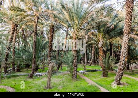 Palmen in Al Ain Oasis, Vereinigte Arabische Emirate Stockfoto