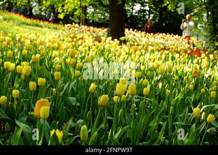 Pralormo, Piemont, Italien. -04-25-2009-Messer Tulipano Gartenbau Ausstellung mit Frühling Tulpen blühen in Pralormo Schloss. Stockfoto