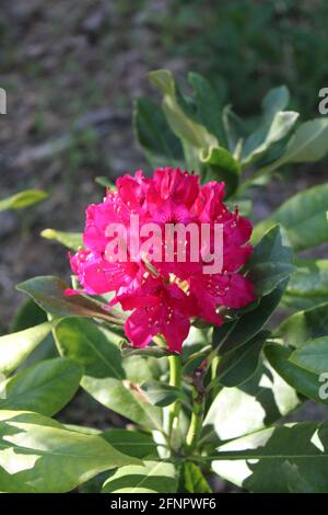 Ein Nova Zembla Rhododendron Stockfoto