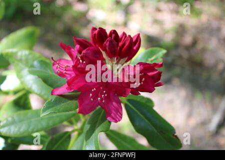 Ein teilweise blühter Nova Zembla Rhododendron-Blütenhaufen Stockfoto