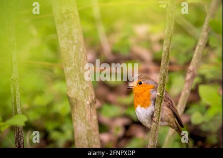 Europäischer Rotkehlchen. Erithacus rubecula. Ein Rotkehlchen, das in natürlicher Umgebung auf einem Ast steht. Rotkehlchen. Schönheit in der Natur. Stockfoto