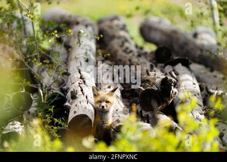 Junge Rotfuchs-Welpen, Jungfische Rotfuchs, die ihren Kopf über dem Holzhaus aufschlagen, das ihre Höhle in Tabernash Colorado bedeckt. Stockfoto