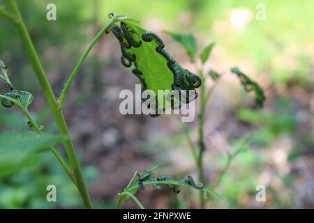 Stachelbeeren-Säbelfliegen-Larven, die einen roten Johannisbeerbusch entlüften Stockfoto