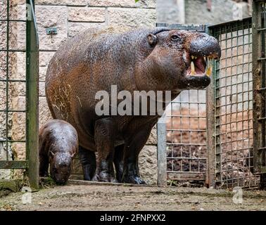 Edinburgh, Großbritannien. Di 18. Mai 2021. Der Zoo von Edinburgh feiert die Ankunft eines kleinen Pygmy Hippo namens Amara, das am 17. April 2021 geboren wurde. Amara wird hier mit ihrer Mutter Gloria gezeigt. Amara wurde von Spielern der People’s Postcode Lottery benannt, die weltweit und im RZSS WildGenes-Labor Projekte der Tierschutzorganisation unterstützen. Stockfoto