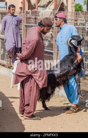 AL AIN, VAE - 8. MÄRZ 2017: Kunde kauft eine Ziege auf dem Tiermarkt in Al Ain, VAE Stockfoto