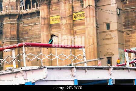 Weißer kehliger Eisvögel, Halcyon Smyrnensis Vogel, der auf einem Zaun in der Stadt Varanasi, Indien, gegen eine Mauer des Brijram Palastes sitzt. Stockfoto