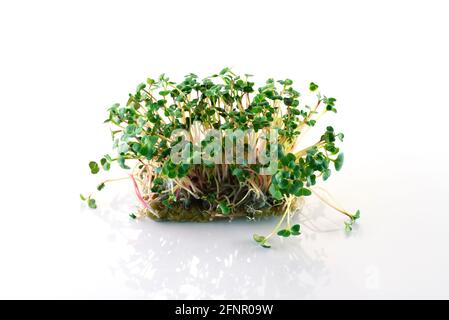 Microgreens von grünem Rettich auf weißem Hintergrund mit Reflexion Stockfoto