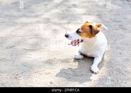 Ein Jack russell Terrier Hund, der an einem heißen Tag mit der Zunge auf dem Sand liegt. Stockfoto