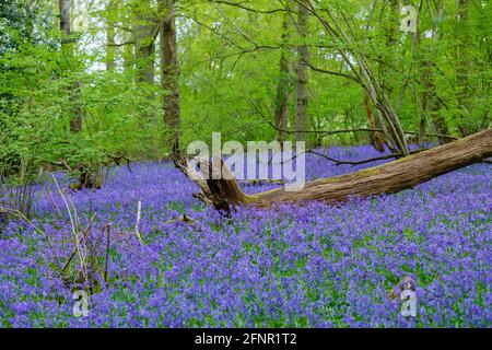 Gefallener Baumstumpf in blauen englischen Bluebells (Hyacinthoides non-scripta), die im Frühjahr in Surrey, Südostengland, im Wald blühen Stockfoto