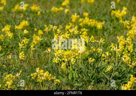 Ein dicker Teppich aus dicht wachsenden Gelben Kuhblumen (Primula veris), der im Frühjahr auf einem Feld in Surrey, Südostengland, im Gras blüht Stockfoto