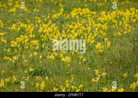 Ein dicker Teppich aus dicht wachsenden Gelben Kuhblumen (Primula veris), der im Frühjahr auf einem Feld in Surrey, Südostengland, im Gras blüht Stockfoto