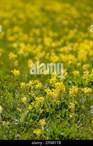 Ein dicker Teppich aus dicht wachsenden Gelben Kuhblumen (Primula veris), der im Frühjahr auf einem Feld in Surrey, Südostengland, im Gras blüht Stockfoto