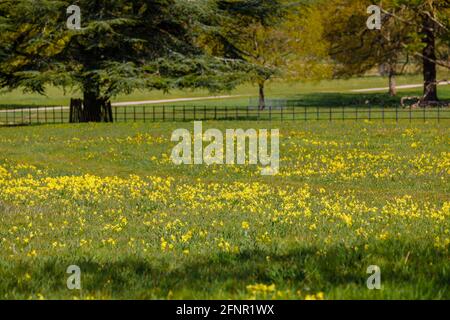 Ein dicker Teppich aus dicht wachsenden Gelben Kuhblumen (Primula veris), der im Frühjahr auf einem Feld in Surrey, Südostengland, im Gras blüht Stockfoto