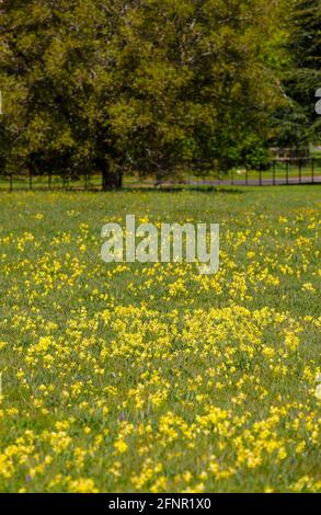 Ein dicker Teppich aus dicht wachsenden Gelben Kuhblumen (Primula veris), der im Frühjahr auf einem Feld in Surrey, Südostengland, im Gras blüht Stockfoto