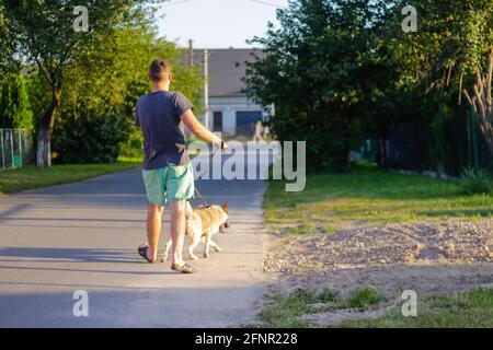 Unschärfe junger Mann zu Fuß mit einem Hund, sibirische laika Husky, im Dorf, auf dem Land. Weite Trittstufe, Rückansicht. Das Haustier schleppt den Besitzer. Verschwommene Straße Stockfoto