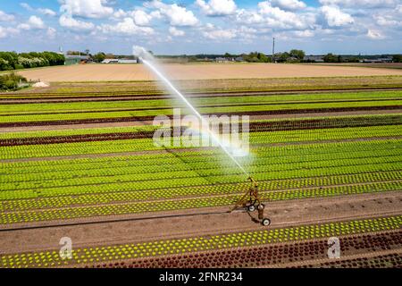 Ein Feld wird künstlich bewässert, Wasser wird über eine Sprinkleranlage auf das Feld gesprüht, Feld mit verschiedenen Salatpflanzen, in verschiedenen Wachstumsst Stockfoto