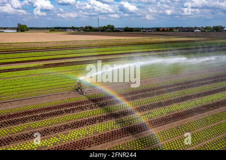 Ein Feld wird künstlich bewässert, Wasser wird über eine Sprinkleranlage auf das Feld gesprüht, Feld mit verschiedenen Salatpflanzen, in verschiedenen Wachstumsst Stockfoto