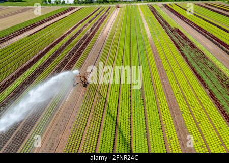 Ein Feld wird künstlich bewässert, Wasser wird über eine Sprinkleranlage auf das Feld gesprüht, Feld mit verschiedenen Salatpflanzen, in verschiedenen Wachstumsst Stockfoto