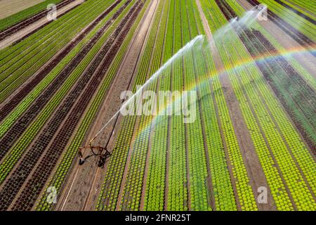 Ein Feld wird künstlich bewässert, Wasser wird über eine Sprinkleranlage auf das Feld gesprüht, Feld mit verschiedenen Salatpflanzen, in verschiedenen Wachstumsst Stockfoto